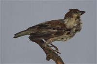 藏品(山麻雀)的圖片